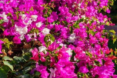 Yeşil yapraklı bir demet pembe ve beyaz çiçek. Çiçekler tamamen çiçek açmış ve çok güzeller.