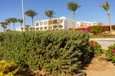 Mor çiçekli yemyeşil bir çalı beyaz bir binanın önünde. Çiçekler tamamen çiçek açmış, canlı ve canlı bir atmosfer yaratıyorlar. Huzur ve doğal güzellik kavramı