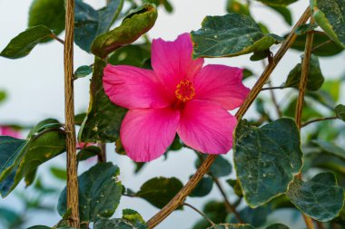 Dalın üzerinde pembe bir çiçek var. Dal yeşil.