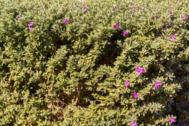 Mor çiçekli bir çalı tamamen çiçek açmış. Çiçekler küçük ve mordur ve çalıların her tarafına dağılmışlardır. Çalı yemyeşil, sağlıklı ve canlı görünüyor.