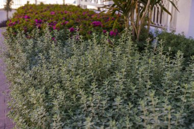 Mor çiçekli ve yeşil yapraklı bir sıra bitki. Bitkiler bahçededir ve bakımlıdırlar.