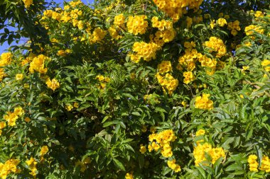Büyük bir sarı çiçek çalısı tamamen çiçek açmış. Çiçekler sarı ve yeşildir ve yoğun bir kümede büyümektedirler. Çiçekler çiçek açtığı için bolluk ve güzellik kavramı.