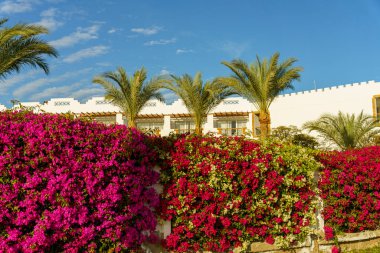 Pembe ve yeşil çiçeklerle kaplı bir duvar. Çiçekler tamamen çiçek açmış ve duvarlar onlarla kaplanmış.