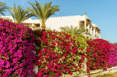 Pembe ve beyaz çiçeklerle kaplı bir duvar. Duvar bir binanın yanında. Çiçekler tamamen çiçek açmış.