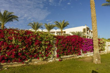 Binanın önünde bir çiçek duvarı var. Çiçekler pembe ve beyaz.