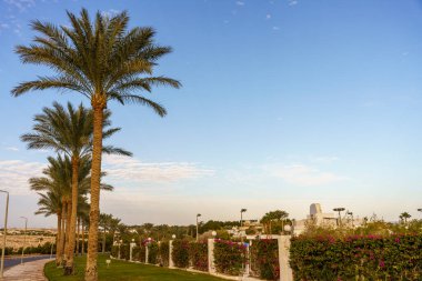 Bir palmiye ağacı yemyeşil bir parkın ön planındadır. Gökyüzü açık ve mavidir, ve güneş parlıyor. Park beyaz bir çitle çevrili ve birkaç saksı bitkisi var.