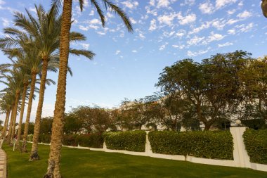 Arka planda palmiye ağaçları olan yemyeşil bir çimen. Gökyüzü açık ve mavidir, ve güneş parlıyor. Sahne huzurlu ve rahatlatıcı.