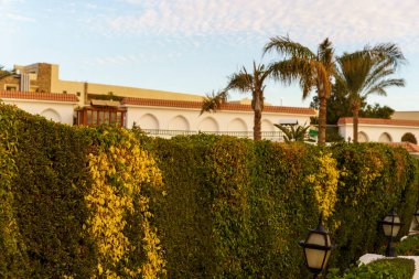 Üzerinde sarı çiçekler büyüyen bir çit. Çit, önünde palmiye ağacı olan bir binanın yanında.