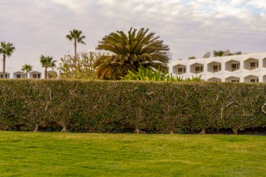 Arka planda palmiye ağaçları olan yemyeşil bir çit. Çit uzun ve doludur. Mahremiyet ve inzivaya çekilme hissi yaratır. Palmiye ağaçları sahneye tropikal bir dokunuş ekleyerek, onu rahatlatıyor.
