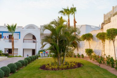 Çimenli bir alanın ortasında küçük bir ağaç var. Bölge beyaz bir duvarla çevrili ve birkaç saksı bitkisi var.