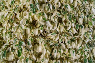 Yeşil ve beyaz yapraklı bir bitkinin yakın çekimi. Bitki yapraklarla dolu ve bir sürü yeşil ve beyaz benekleri var.