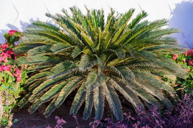 Bahçede yeşil yapraklı küçük bir palmiye ağacı büyüyor. Palmiye ağacı pembe çiçeklerle çevrilidir.