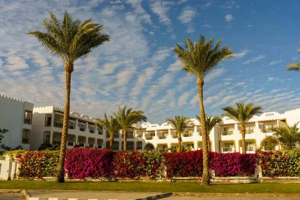 Palmiye ağaçları ve çiçek duvarları olan bir otel. Otel beyaz ve bir sürü penceresi var.