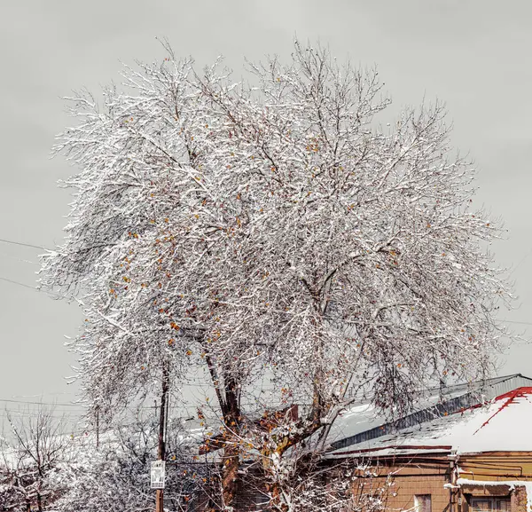 Önünde tabela olan bir evin önünde karla kaplı bir ağaç duruyor. Karla kaplı ağaç ve ev huzurlu ve huzurlu bir atmosfer yaratırken, sükunet ve sükunet kavramı
