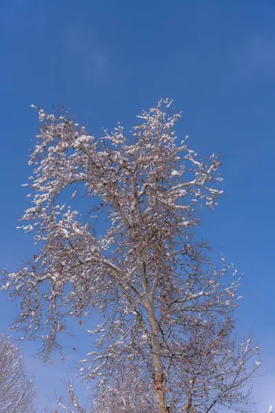 Karla kaplı bir ağaç açık mavi bir gökyüzünde dimdik ayakta duruyor. Ağaç dallarındaki kar ona huzurlu ve huzurlu bir görünüm veriyor. Ağacın üstündeki gökyüzü mükemmel bir zemin.