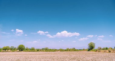 Mavi gökyüzü ve ağaçları olan bir tarla. Gökyüzü açık ve ağaçlar yeşil. Gökyüzünde hiç bulut yok.