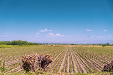 Ortasında sırık olan bir ekin tarlası. Gökyüzü mavi ve berrak. Gökyüzünde hiç bulut yok.