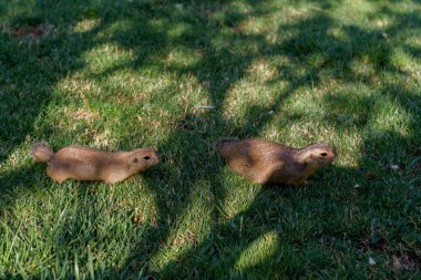 İki küçük hayvan çimlerin üzerinde yürüyor. Biri solda ve diğeri sağda.