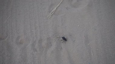 Bir bok böceği kayıp gübre topunu kuru çöl kumunda arar. Uçsuz bucaksız Kyzylkum Çölü 'ndeki küçük vahşi çöl mücadelelerine büyüleyici bir bakış..