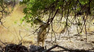 Yumuşak dalgalı deniz suyu.