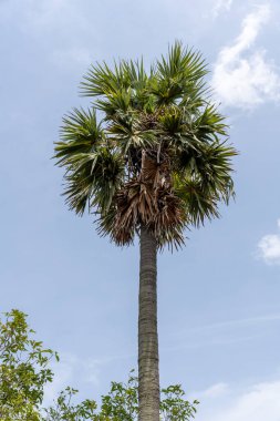 Üzerinde birkaç yaprak olan uzun bir palmiye ağacı bir tarlada duruyor. Gökyüzü açık ve mavidir ve güneş ışıl ışıl parlar.