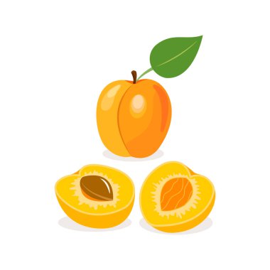 Beyaz arka planda izole edilmiş olgun kayısılar. Vektör illüstrasyonu.