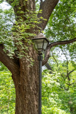 Chennai, Tamil Nadu, Hindistan - 02.07.2025: Bir ağacın yanında bir sokak lambası var. Ağaç yeşildir. Chennai 'de.