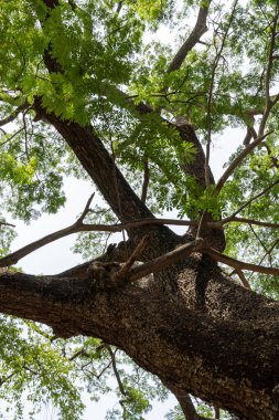 Chennai, Tamil Nadu, Hindistan - 02.07.2025: Büyük gövdeli ve birçok dallı bir ağaç. Gövde kahverengi ve yapraklar yeşil. Chennai 'de.