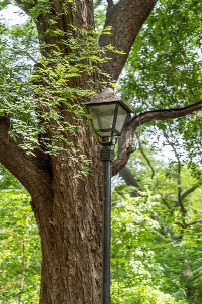 Chennai, Tamil Nadu, Hindistan - 02.07.2025: Bir ağacın yanında bir sokak lambası var. Ağaç yeşildir. Chennai 'de.