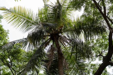 Chennai, Tamil Nadu, Hindistan - 02.07.2025: Kahverengi gövdeli ve yeşil yapraklı bir palmiye ağacı. Yapraklar yayılmış ve gövdesi ince. Chennai 'de.