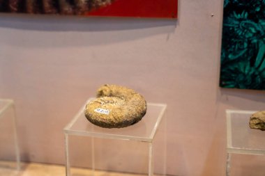 Chennai, Tamil Nadu, Hindistan - 02.07.2025: Müzede bir fosil sergileniyor. Fosil D9 sayısıyla etiketlenmiş. Chennai 'de.