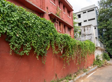 Chennai, Tamil Nadu, Hindistan - 02.07.2025: Yeşil sarmaşıkla kaplı bir duvar. Duvar kırmızı. Chennai 'de.