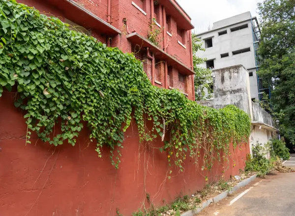 Chennai, Tamil Nadu, Hindistan - 02.07.2025: Yeşil sarmaşıkla kaplı bir duvar. Duvar kırmızı. Chennai 'de.