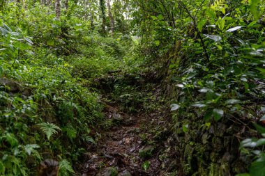 Bir orman yolu yapraklar ve toprakla kaplıdır. Yol dar ve dolambaçlı, her iki tarafında ağaçlar var. Seyirci doğa ve ormanın sesleri ile çevrili olduğu için manzara huzurlu ve sakin.