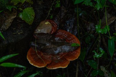 Ormandaki bir kütüğün üzerinde büyük bir mantar oturuyor. Mantar kahverengi ve kırmızıdır.