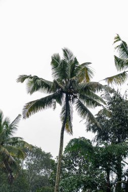 Bir palmiye ağacı görüntünün ana odak noktasıdır, bir ormanda uzun ve yeşil ayakta durur. Gökyüzü bulutlu, ortama biraz dengesiz bir atmosfer veriyor. Ağacın yaprakları yayılmış.