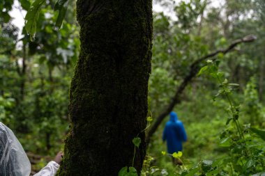 Mavi bir yağmurluk giymiş bir kişi ormanda yürüyor. Ağaçlar yemyeşil ve yemyeşil. Ağaç gövdesindeki yosunlar da görünür.