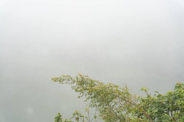 Yapraklı bir ağaç bulutlu bir gökyüzünün ön planındadır. Gökyüzü bulutlu ve yapraklar yeşil