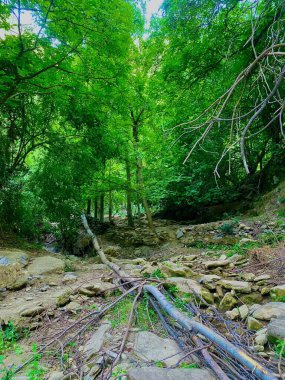  Taounate, Fas 'taki doğal bitki örtüsü ve çimenler gerçekten nefes kesici. Bu ormanlık alanı keşfetmek için sabırsızlanıyorum. # Doğa # manzara # Fas # maceralar