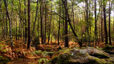 Fontainebleau 'da, sonbaharda, ağaçların manzarası