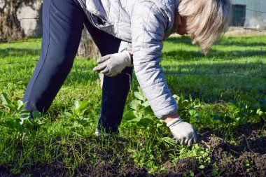 Elinde fasulye tohumu olan yaşlı kadın çiftçi çocuk çiftliğindeki toprağa sebze tohumu ve bakla tohumu ekiyor. İş ya da ekoloji konsepti. Topraktaki kirli küreler, güneş bereketli kırsal çiftlik.