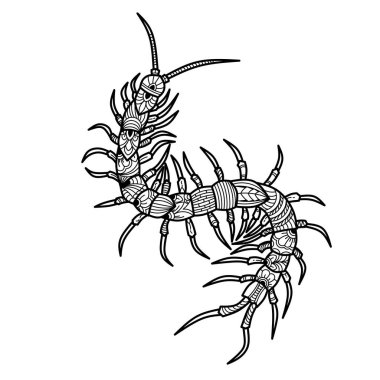 Kırkayağın siyah beyaz çizimi. Scolopendra sürünüyor. Vektör illüstrasyonu  
