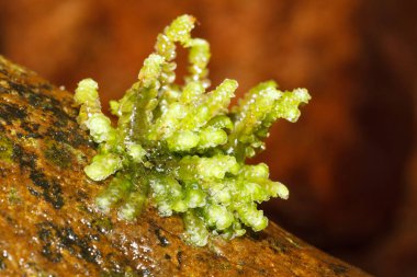 Green moss on the river bank