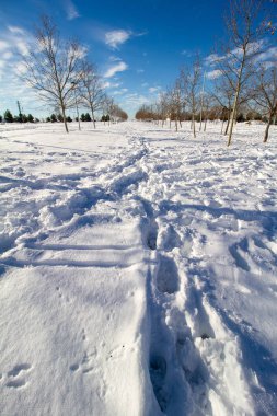 snowy landscape in winter with trees and blue sky