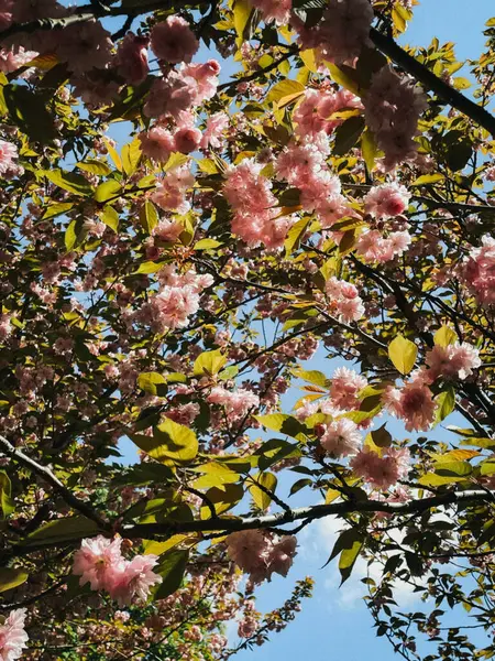 The delicate pink blossoms create a stunning canopy overhead, with the sunlight filtering through and casting a magical glow. The peaceful ambiance and natural beauty make it the perfect place to stroll, reflect, and take in the wonders of nature.