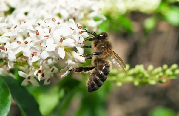 Bal arısı üzerinde beyaz bir çiçek