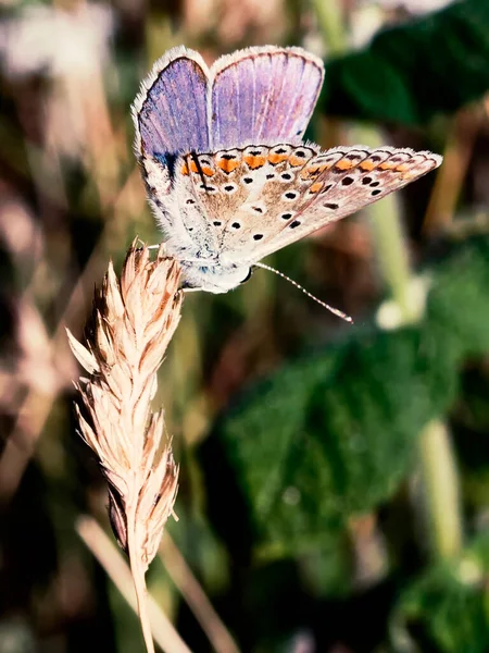 Голубая Бабочка Лето — стоковое фото