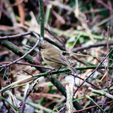 Ormandaki İber Chiffaff 'ı