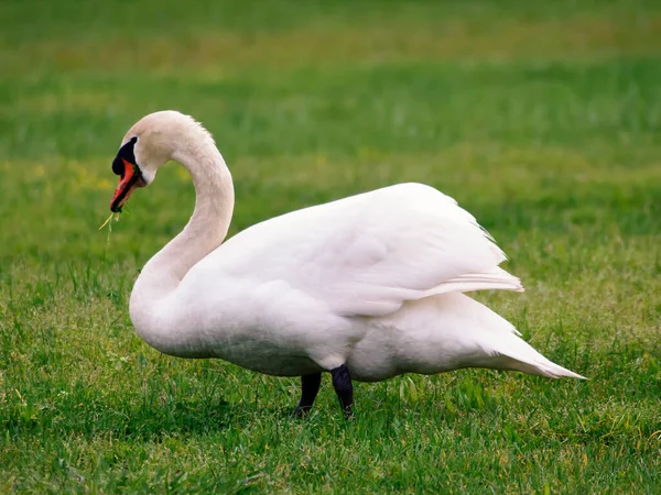 stock image Mute Swan eating grass