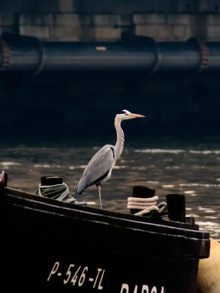 stock image Grey heron by the riverside